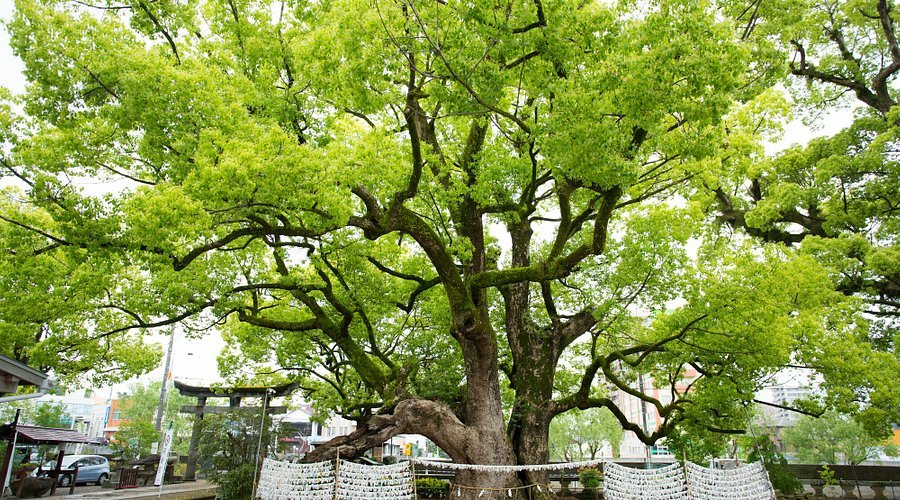 ⛩️ 이사하야 신사 (규슈 총수호 시멘구) 이미지 6